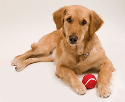 Pelota para mascotas